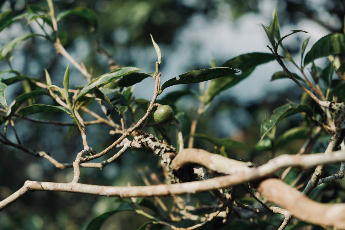 Where Does Your Tea Come From?