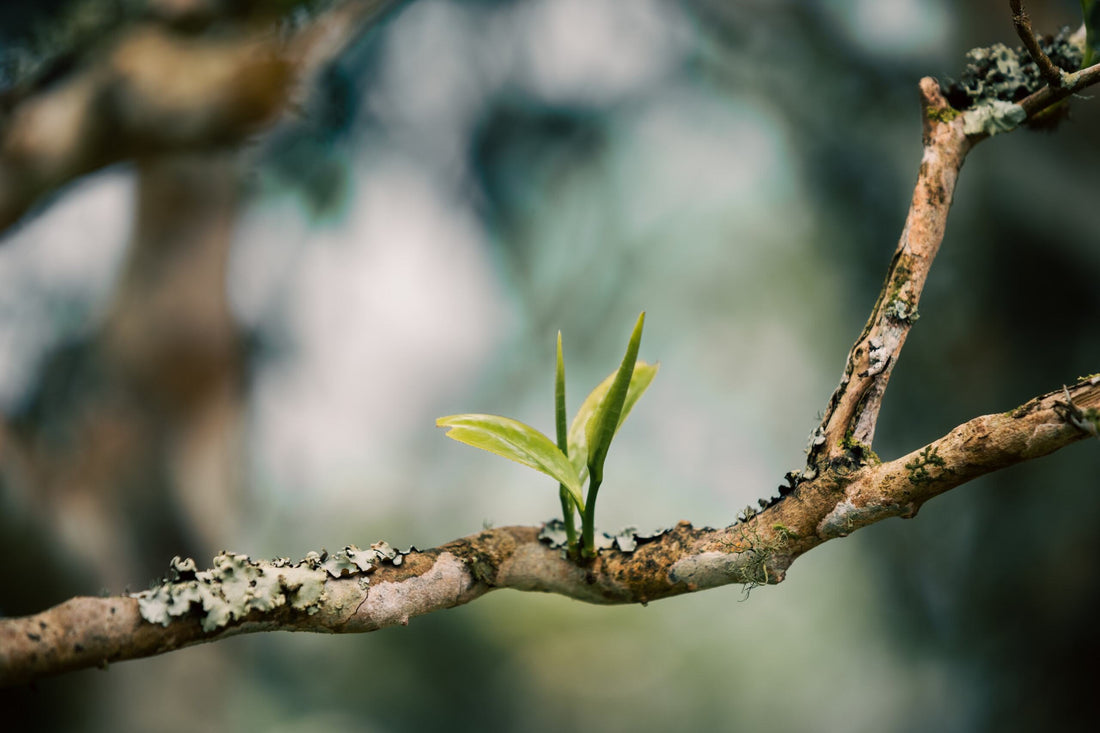 One Tree, Many Expressions