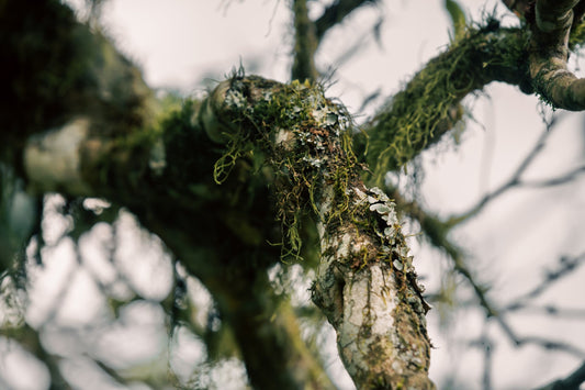Where Does Your Tea Come From?